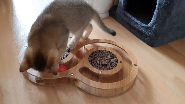 новая игрушка для котят смотреть онлайн