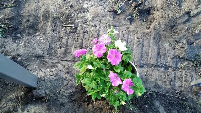 Петуния Грандифлора смотреть онлайн