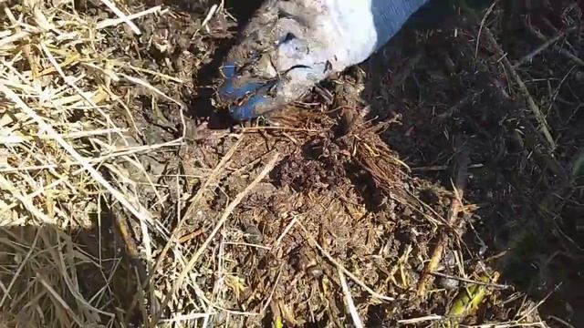 Углубленная грядка для южного климата смотреть онлайн