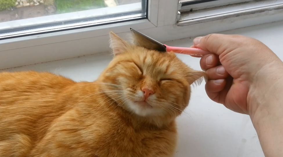 Кошкин дом смотреть онлайн