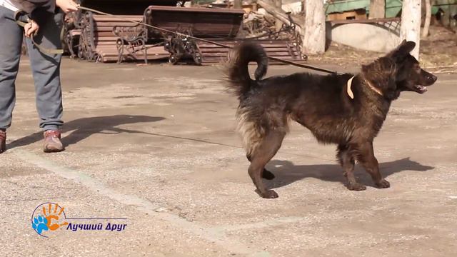 В добрые руки умная собака Марша!