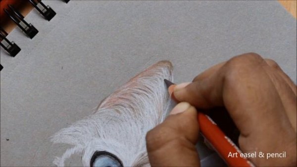 Cat Drawing in Color Pencils | Animal Drawing | Derwent Drawing Color Pencils