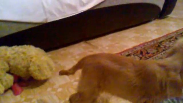 тренажер для собак!!!