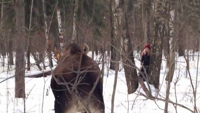 21.02.15. Прогулка в лесу | Встреча с лосём. смотреть онлайн