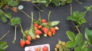 СКАЛА -  поздний сорт клубники. Красив, урожаен и вкусен.