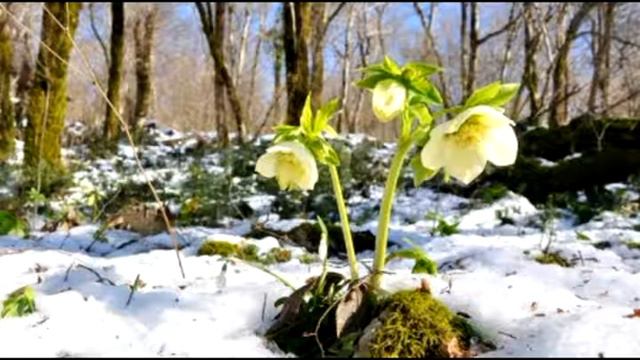 Первоцветы весны смотреть онлайн
