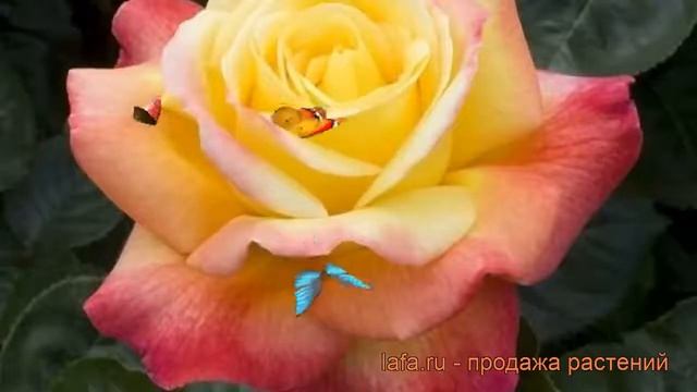 Роза чайно-гибридная Мейян Пульман Ориент Экспресс ? обзор: как сажать, саженцы розы смотреть онлайн