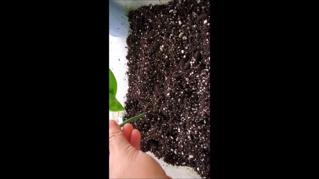 How to propagate Scindapsus Silver Satin Exotica #Howto смотреть онлайн
