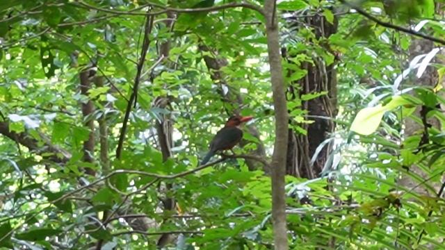 WILD MOMENTS! Tangkoko National Park Indonesia ?? смотреть онлайн