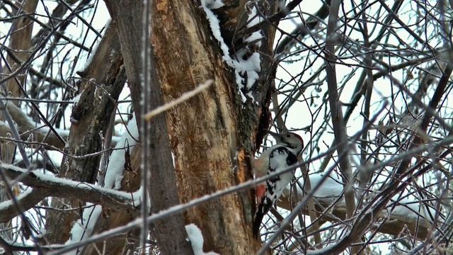 "Зимний лес" / "Winter in the woods" смотреть онлайн