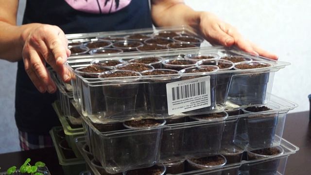 Герань пикировка. Пикирую сеянцы пеларгонии смотреть онлайн