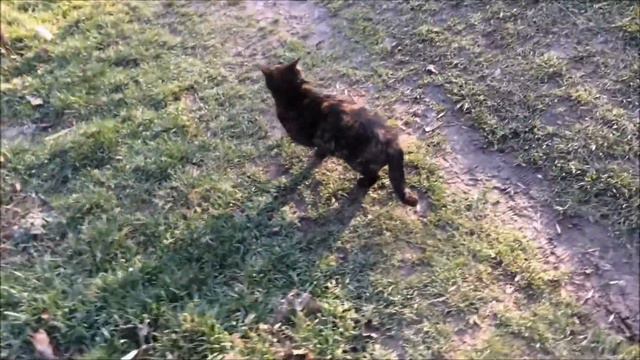 57* Осень в Крыму.Столовая"Незабудка".Закат. смотреть онлайн