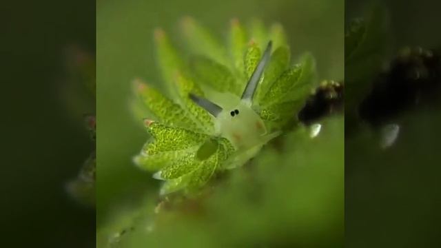 Голожаберный моллюск смотреть онлайн