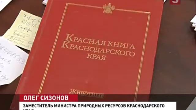 В Геленжике родились леопарды смотреть онлайн