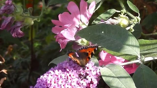 Butterfly Relaxation Video, Using Panasonic HC-V100, Music: "Sweet as Honey" смотреть онлайн