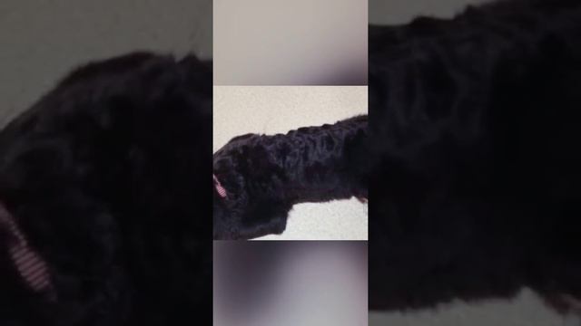 БЕРНЯШКИ ОТДЫХАЮТ. смотреть онлайн