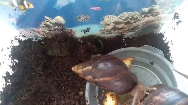 2-ой день улиток ахатин дома /Что - то пошло не так...