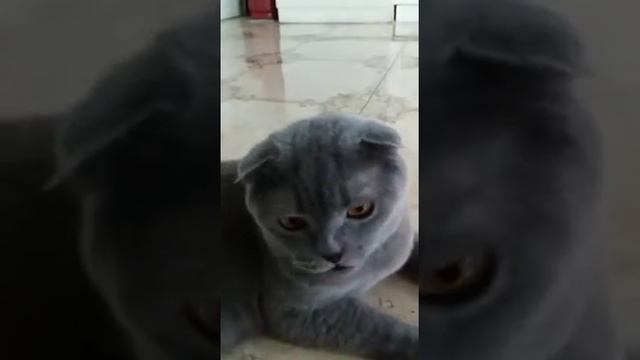 Как заставить кота посмотреть в камеру. смотреть онлайн