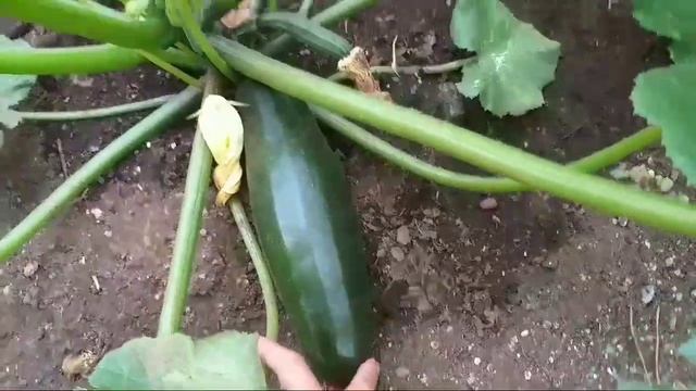?Первый урожай кабачков,03.07.2021г.!!!? смотреть онлайн