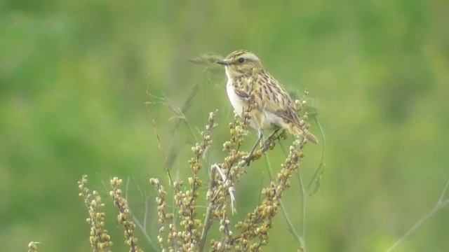 Чекан луговой. ( Saxicola rubetra ) смотреть онлайн
