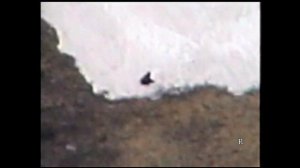 Камчатка Охота на камчатского медведя 1998 год