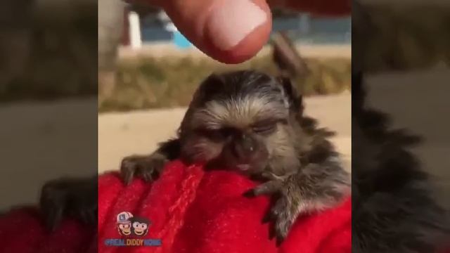 Самая маленькая обезьянка мармозетка смотреть онлайн