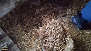 Куриный навоз хорошая подкормка для малины в конце зимы. КАК УДВОИТЬ УРОЖАЙ МАЛИНЫ.