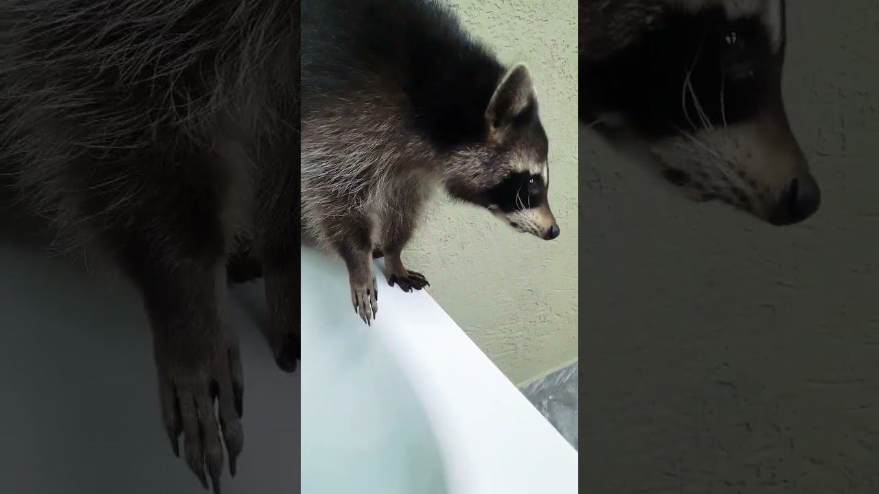 ▷Енотик покушал можно помыться◁ смотреть онлайн