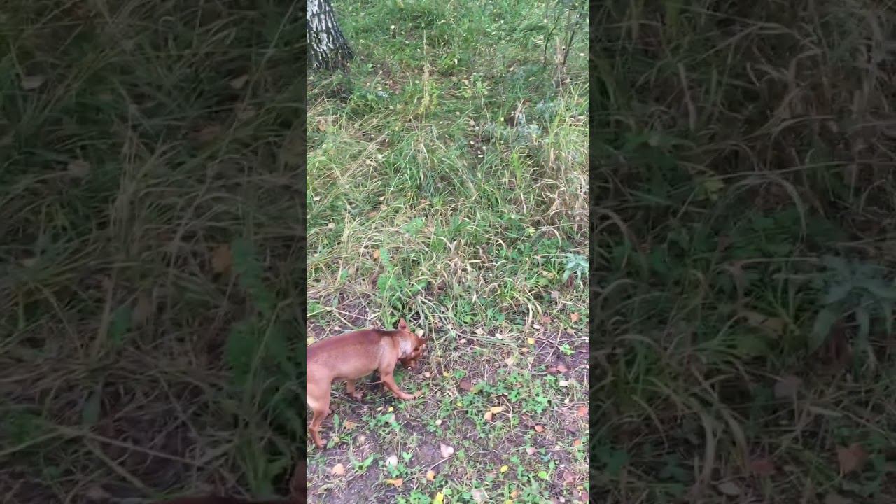 Кушаем последнюю в этом году травку) #dog #гуляюссобакой #собака #собакадругчеловека смотреть онлайн