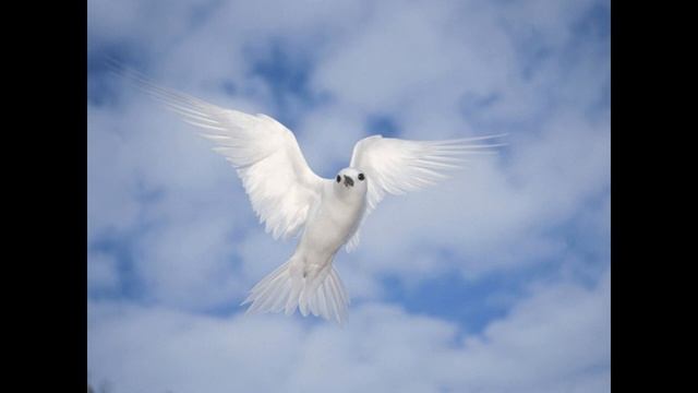 ИСТИННАЯ ЦЕЛЬ - МИР ОГНЕННЫЙ. /// Nelli Linde /// смотреть онлайн