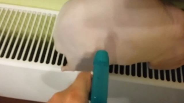 Как я мою свою кошку. смотреть онлайн