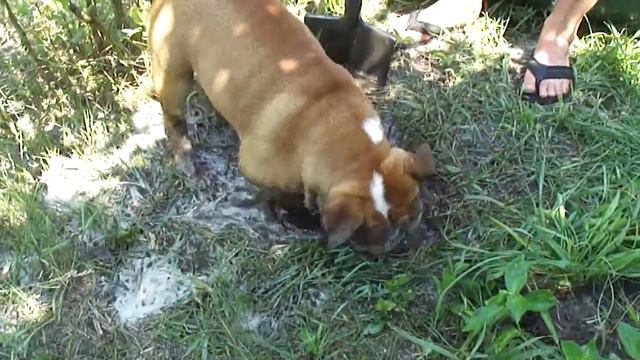 Rocky Bulldog смотреть онлайн