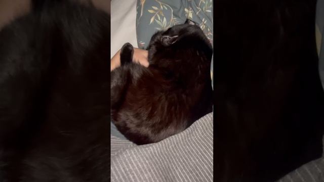 Спит Бэтмен. Кот. Животные