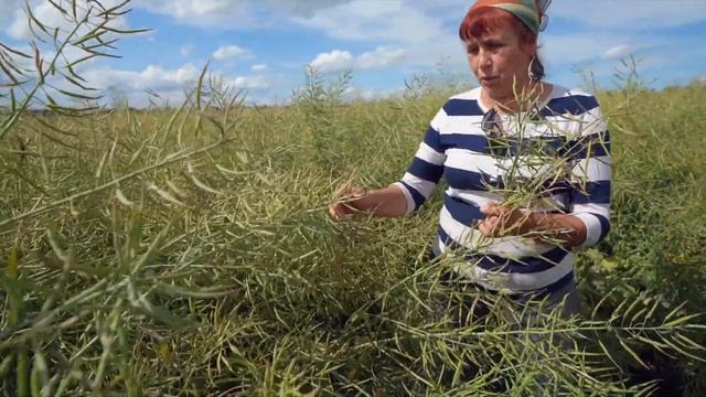 Амистар Голд на рапсе. Институт защиты растений, Прилуки. смотреть онлайн