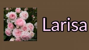 Роза Лариса.