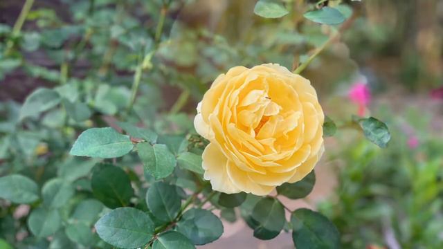David austin rose Charlotte смотреть онлайн