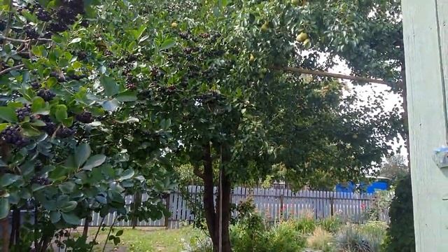 Наш виноградник 2021г Ранний сбор урожая смотреть онлайн