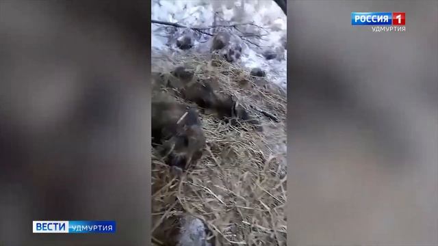 Африканская чума свиней подбирается к границам Удмуртии смотреть онлайн