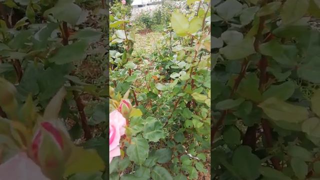 Розы в цвете Beautiful Roses in bloom, spring and the first days of summer in Crimea Evpatoria 2021 смотреть онлайн