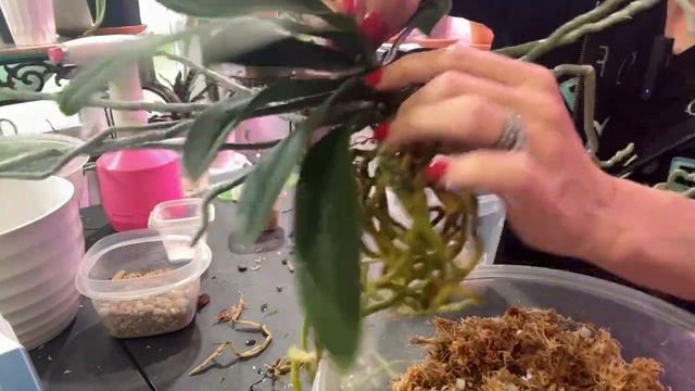 Repotting Phalaenopsis Orchids in Moss how to use moss repottingorchids смотреть онлайн