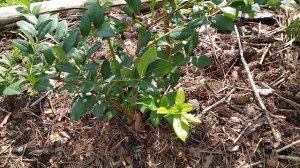 Голубика от А до Я. Почва для посадки голубики