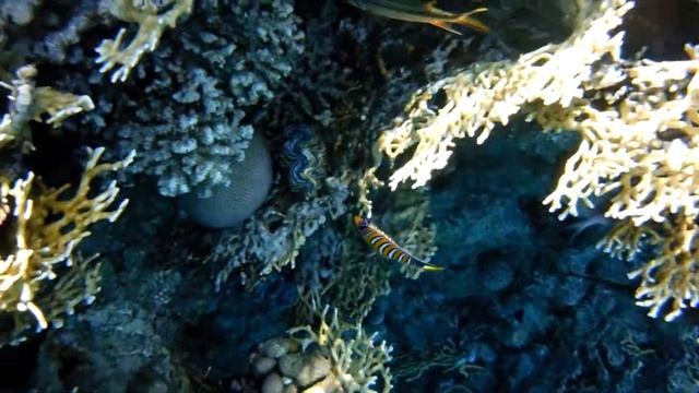 Королевская рыба-ангел 2017 - часть 2 смотреть онлайн