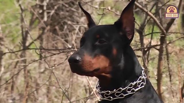 ДОБЕРМАН. Плюсы и минусы породы Doberman смотреть онлайн