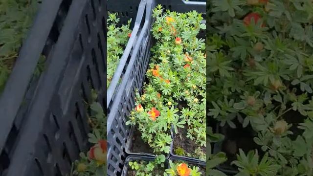 Перстач Hopleys Orange ? смотреть онлайн