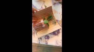 Как отправить растения почтой