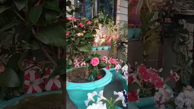 Camellia plant in nepal🙂 смотреть онлайн
