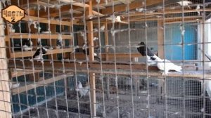 В гостях у голубевода Михаила, Крым, Заветное (39/2)