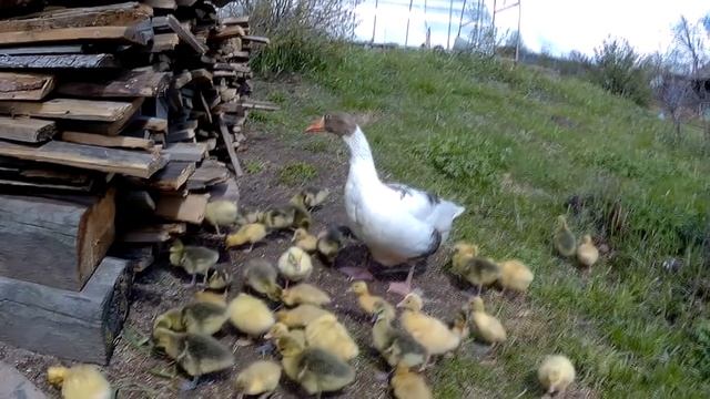 Гусыня водит 40 гусят и утят. Обзор молодняка с Благоварского племзавода// Мое хозяйство смотреть онлайн