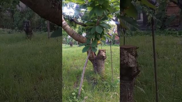 На вишне три сорта черешни прищепы