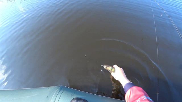 ЖИРНЫЕ ЩУКИ и ГОЛОДНЫЕ ОКУНИ АТАКУЮТ СПИННИНГИСТА! смотреть онлайн